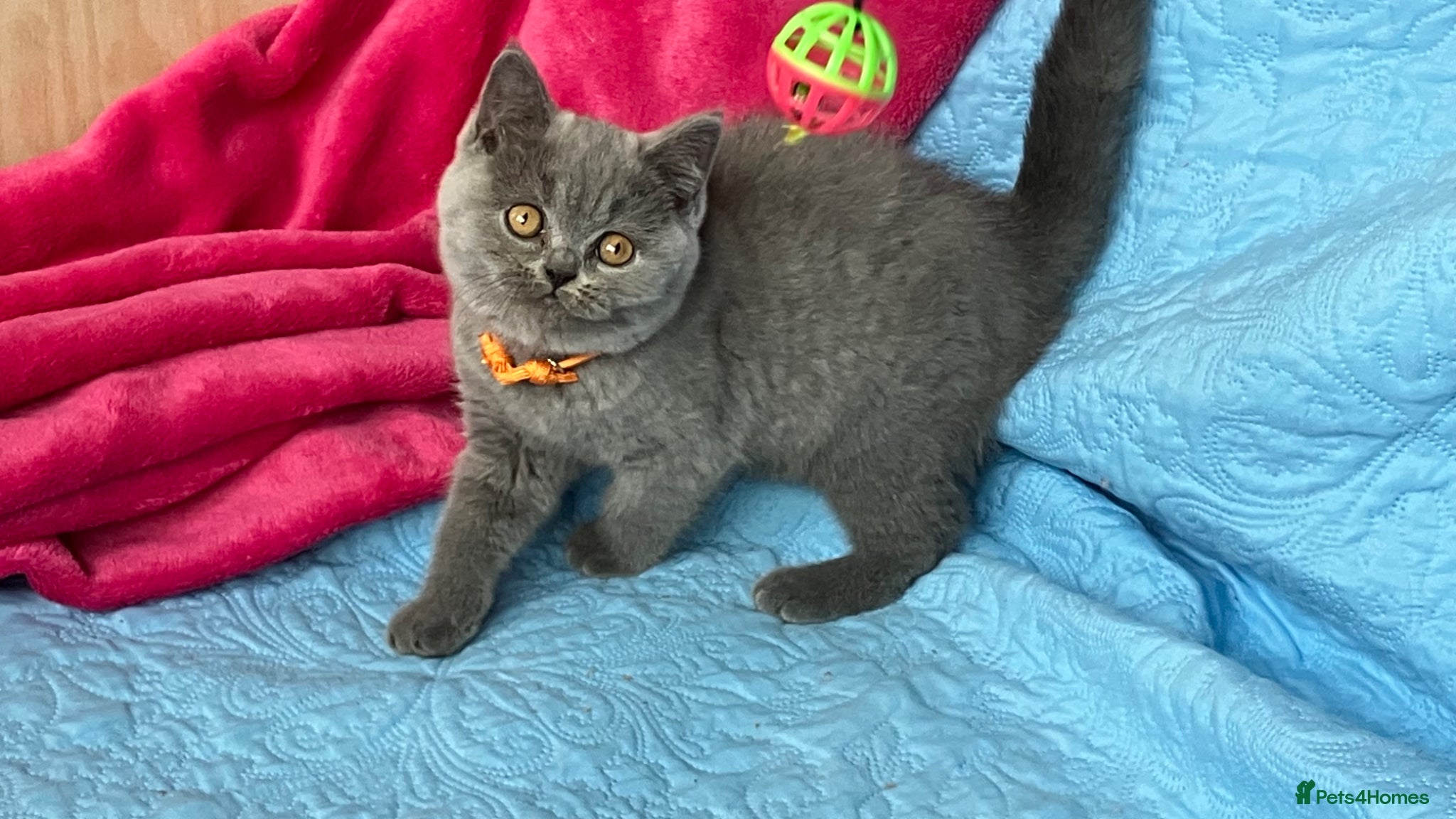 British Shorthair cats GCCF🏆ChampionBloodline 5GENpedigree BSHblue/lilac - Advert 1