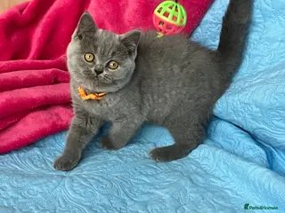 British Shorthair cats GCCF🏆ChampionBloodline 5GENpedigree BSHblue/lilac - Advert 1