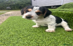 Jack Russell dogs for sale: Jack russel puppy - Image 7