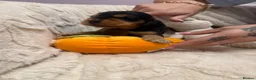 Cocker Spaniel dogs for sale: Show Cocker Spaniel puppies  - Advert 3