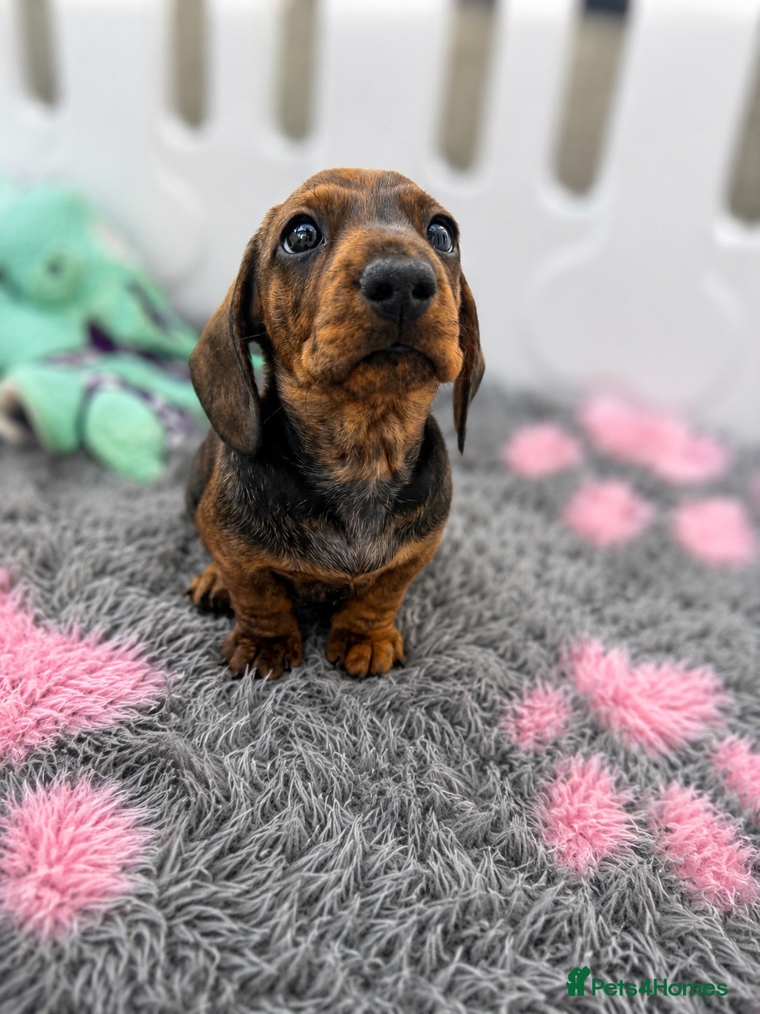 Miniature Dachshund dogs Stunning Brindle miniature boy  - Advert 1