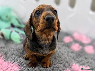 Miniature Dachshund dogs Stunning Brindle miniature boy - Advert 1