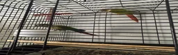 Conures birds for sale: Pineapple Conure/ Orange Sided Green Cheek Conure - Advert 5