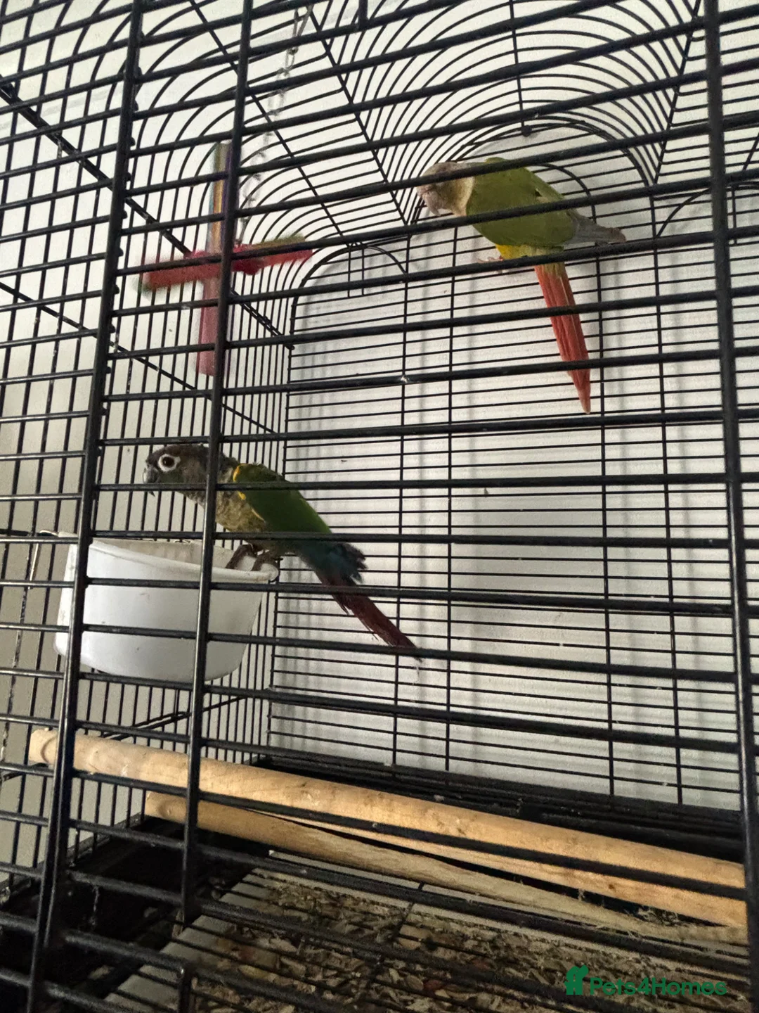 Conures birds for sale: Pineapple Conure/ Orange Sided Green Cheek Conure - Advert 5