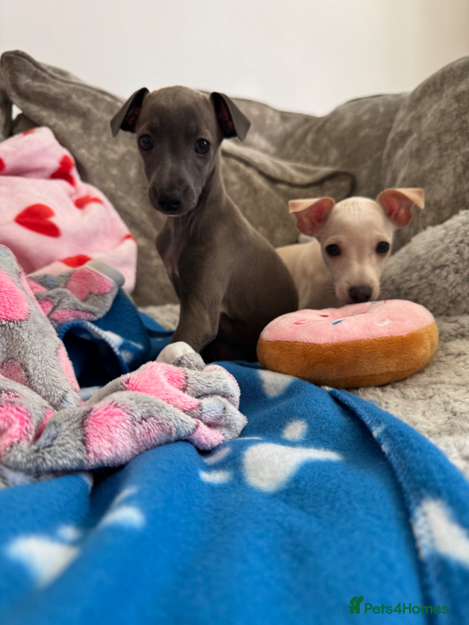 Italian Greyhound dogs KC Italian greyhound puppies 🏡 ready now - Advert 2
