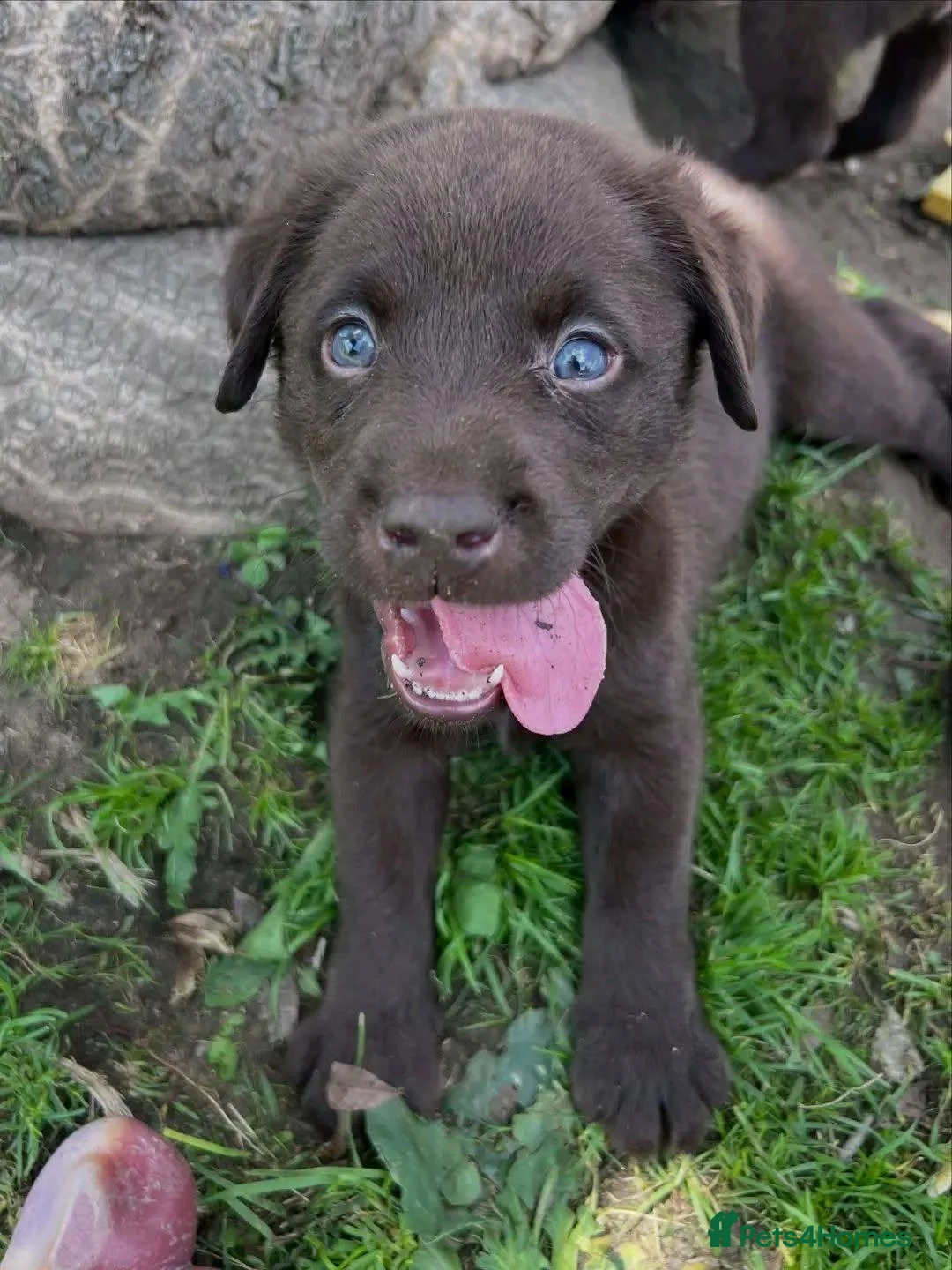 Labrador Retriever dogs for sale: ONLY 3 LEFT Labradors in Bath - Advert 2