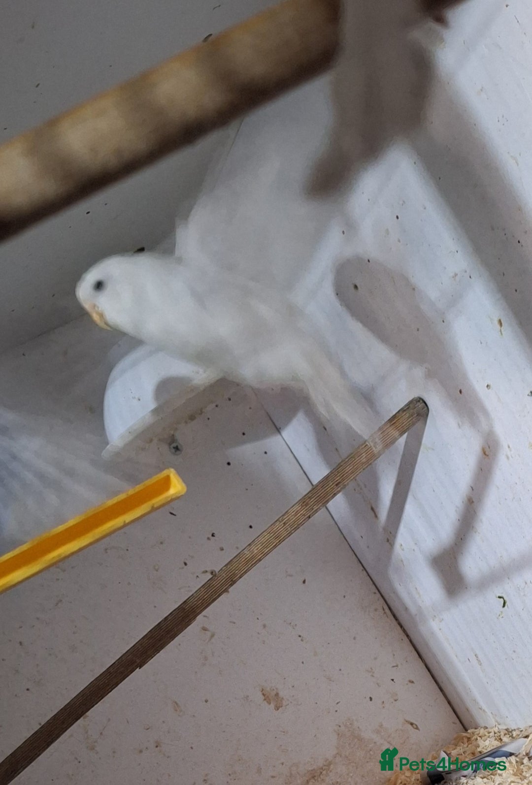 Budgerigars birds for sale: Budgies for sale ,  9 weeks +  - Advert 10