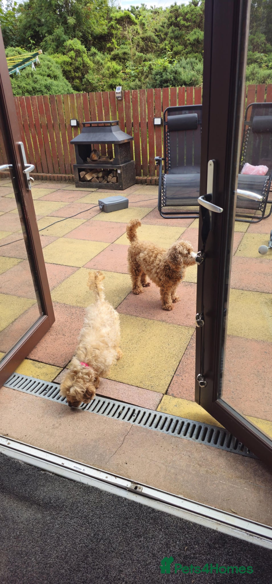 Cavapoo dogs I have 2 litters due in 4 to 5 weeks - Advert 2