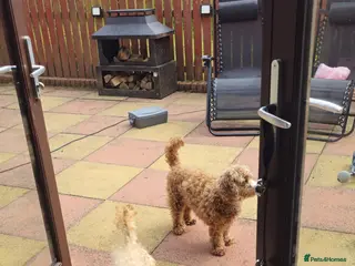 Cavapoo dogs I have 2 litters due in 4 to 5 weeks - Advert 1