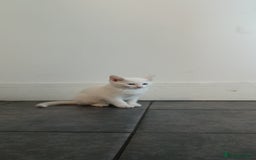 European cats for sale: Cats  - Image 11