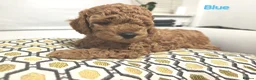 Schnoodle dogs for sale: Schnoodle Puppies Looking for Loving Homes - Advert 13