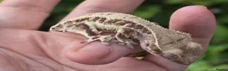 Gecko reptiles for sale: Various crested geckos - Advert 7