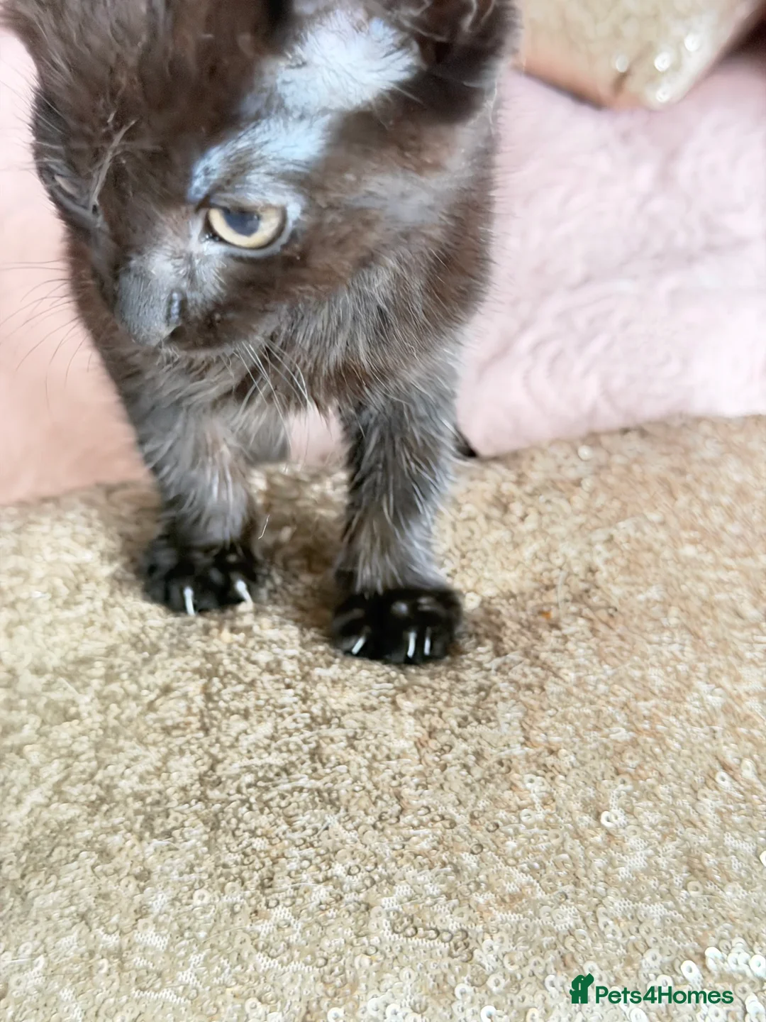 British Shorthair cats for sale: Purr-fect  **  Kittens Ready for new home - Advert 25