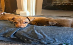 Jack Russell dogs for sale: Beautiful miniature jack russell puppies  - Image 6