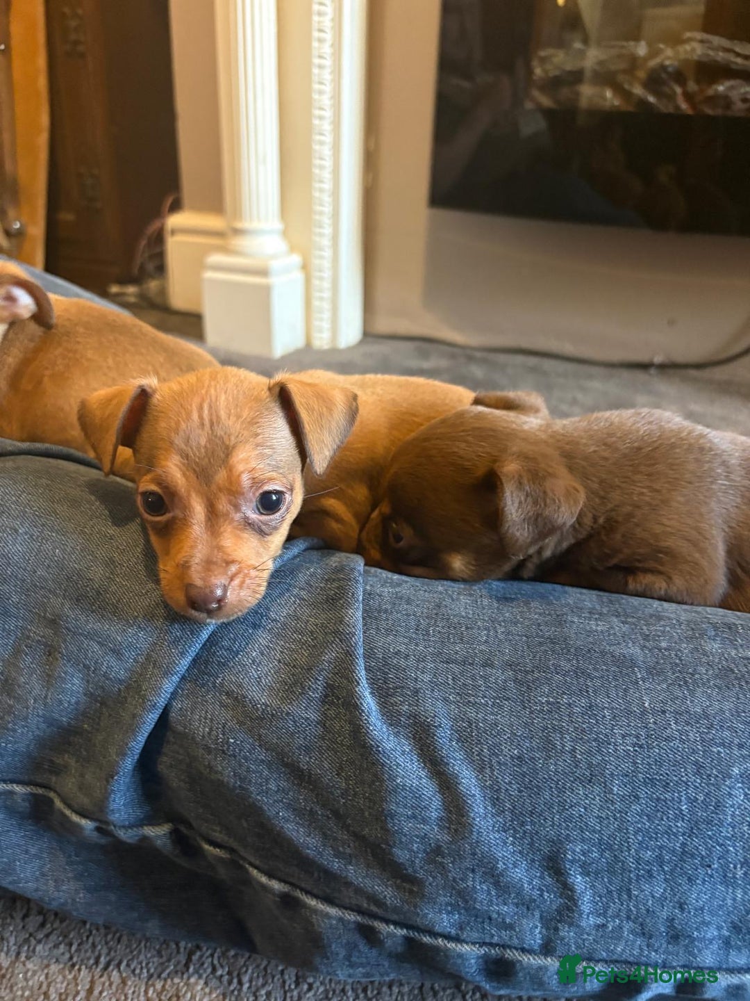 Jack Russell dogs for sale: Beautiful miniature jack russell puppies  - Image 6
