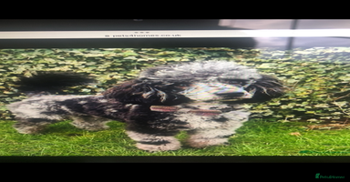 Cockapoo dogs - Advert 16