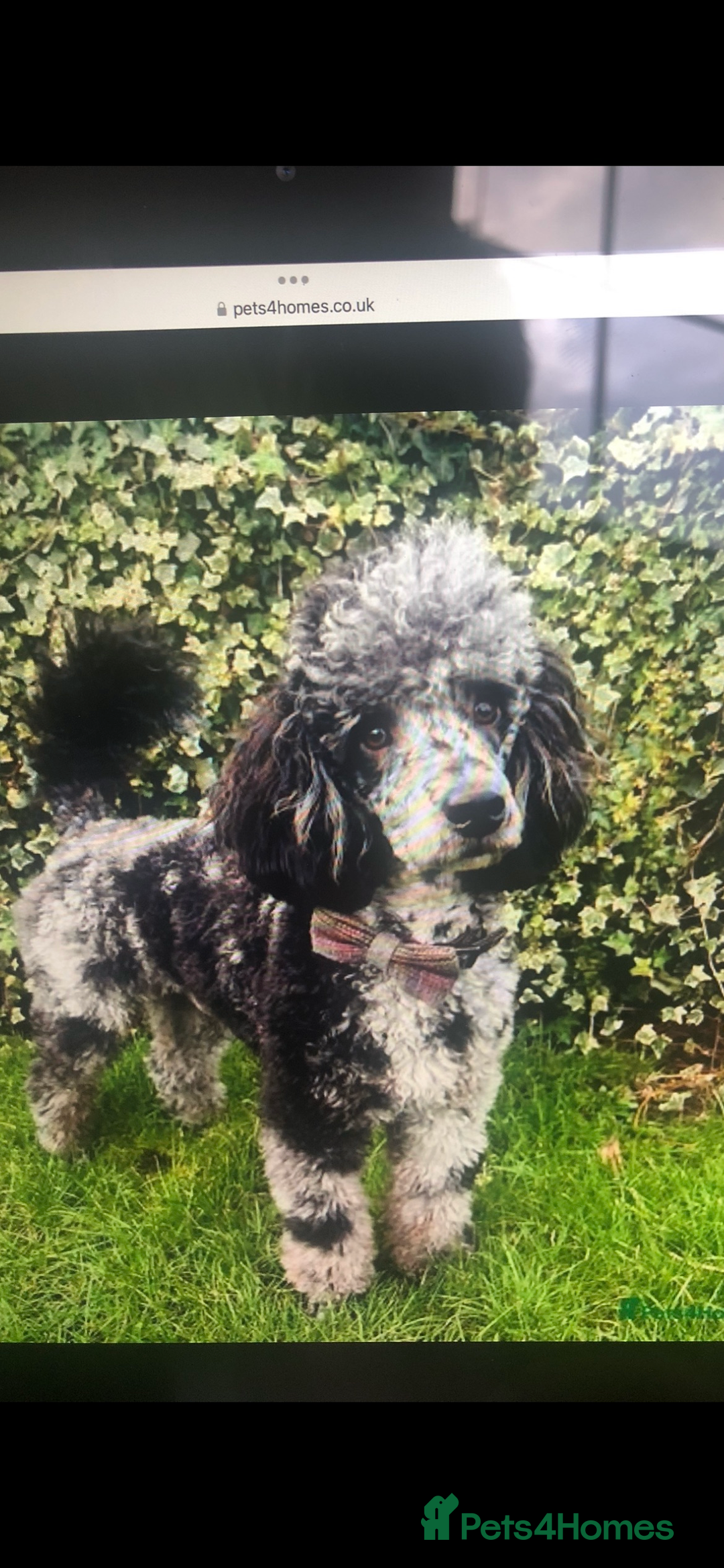 Cockapoo dogs for sale: F1 cockapoo puppies - Image 6