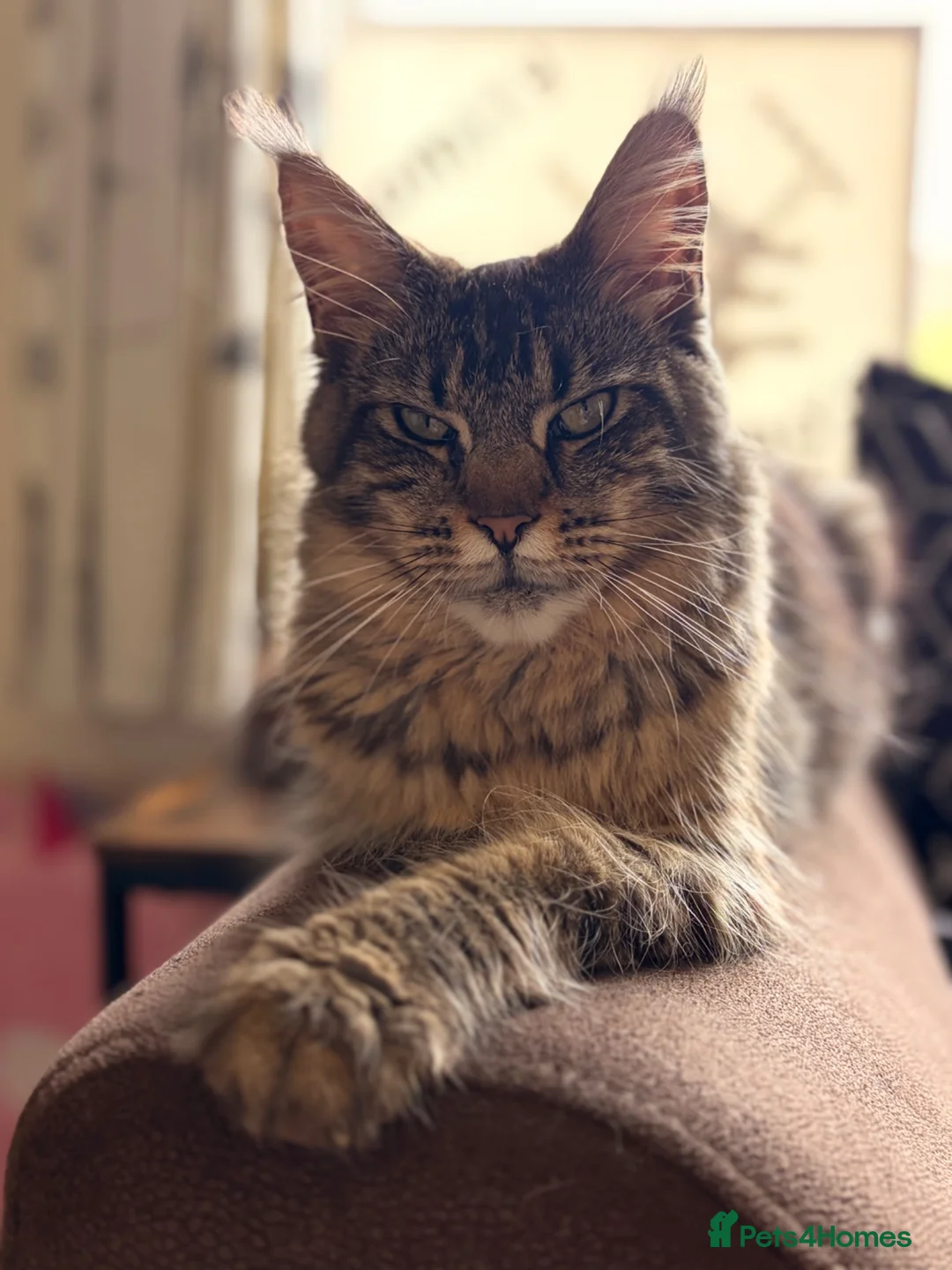 Maine Coon cats for sale: Maine Coon Cross Kittens - Advert 1