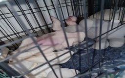 English Springer Spaniel dogs for sale: KC-ESS PUPPIES - DNA Health tested   - Image 15