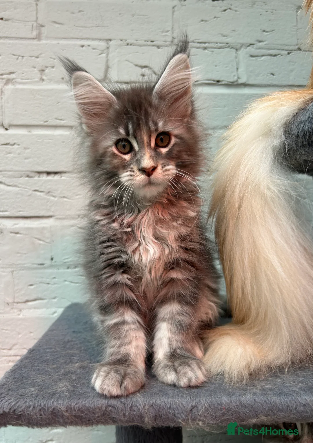 Maine Coon cats for sale: TICA reg Pedigree Maine Coon Kittens  - Advert 22