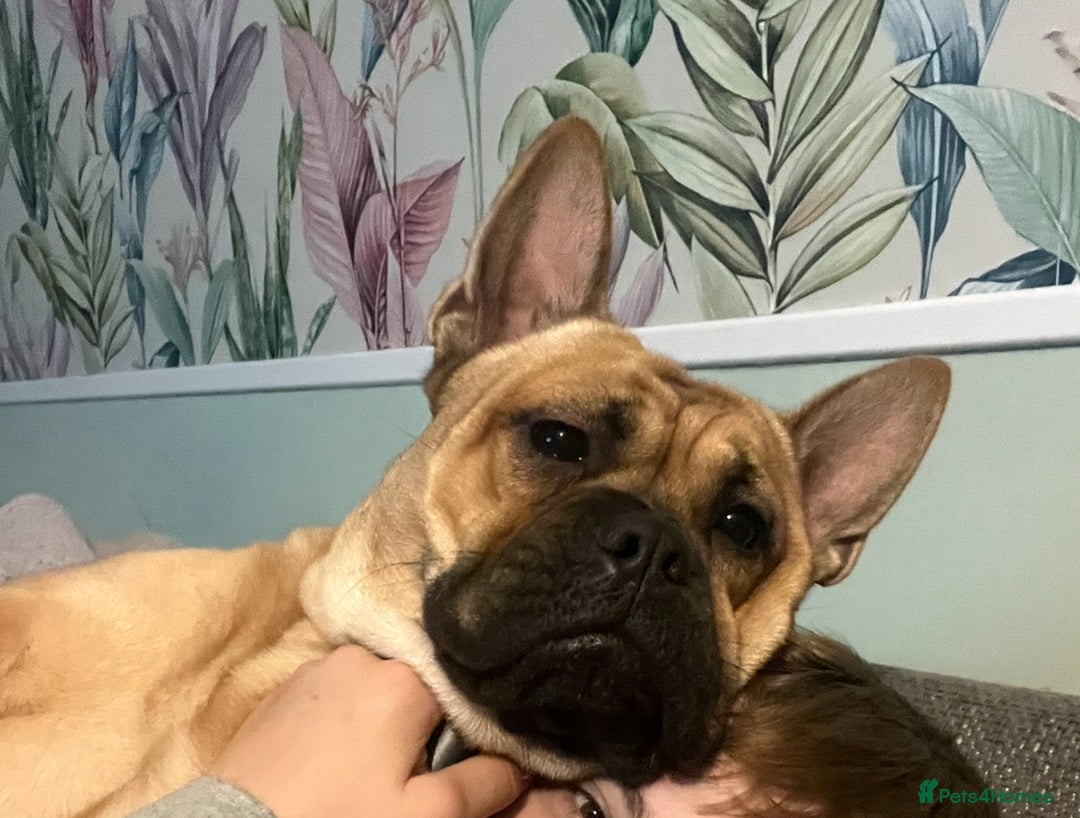 Mixed Breed dogs for sale: 2 year old chow chow x frenchie - Image 3