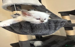 Birman cats for sale: Lovely Birman kittens  - Image 8