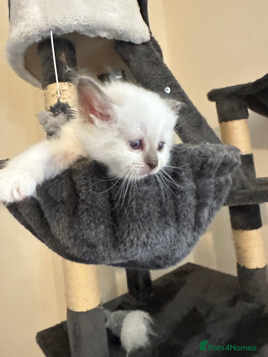 Birman cats for sale: Lovely Birman kittens  - Image 8