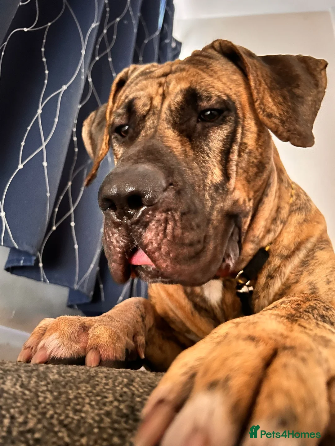 Canaries birds for sale: Kane looking for girlfriend - Advert 2