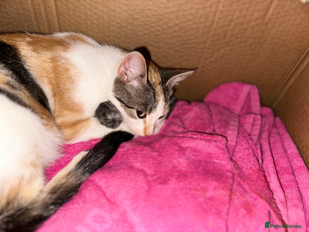 Mixed Breed cats for sale: Beautiful little kittens - Image 2
