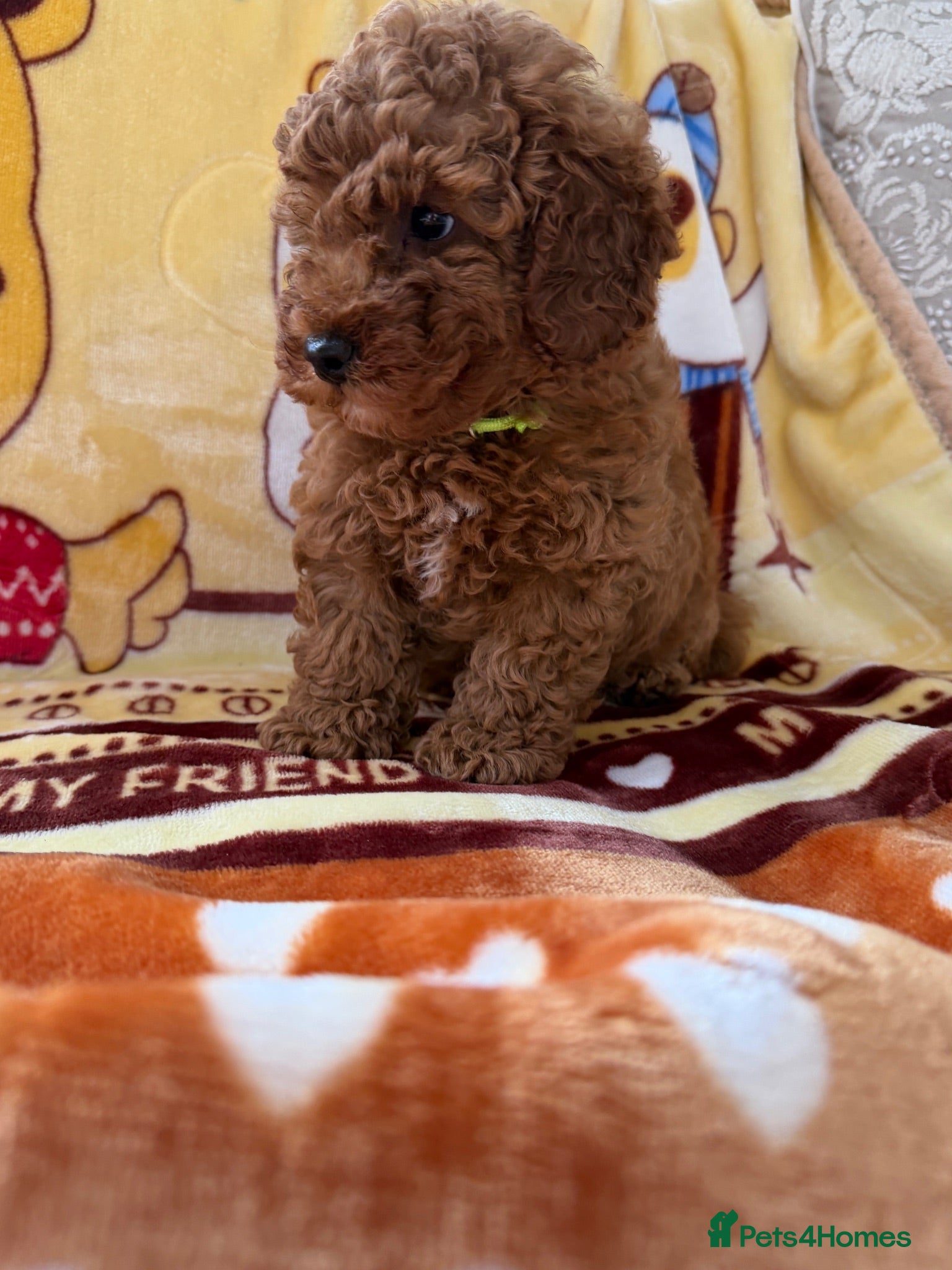 Toy Poodle dogs Beautiful toy poodle boys  - Advert 2