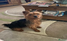 Yorkshire Terrier dogs for stud: Yorkshire terrier for stud - Image 11
