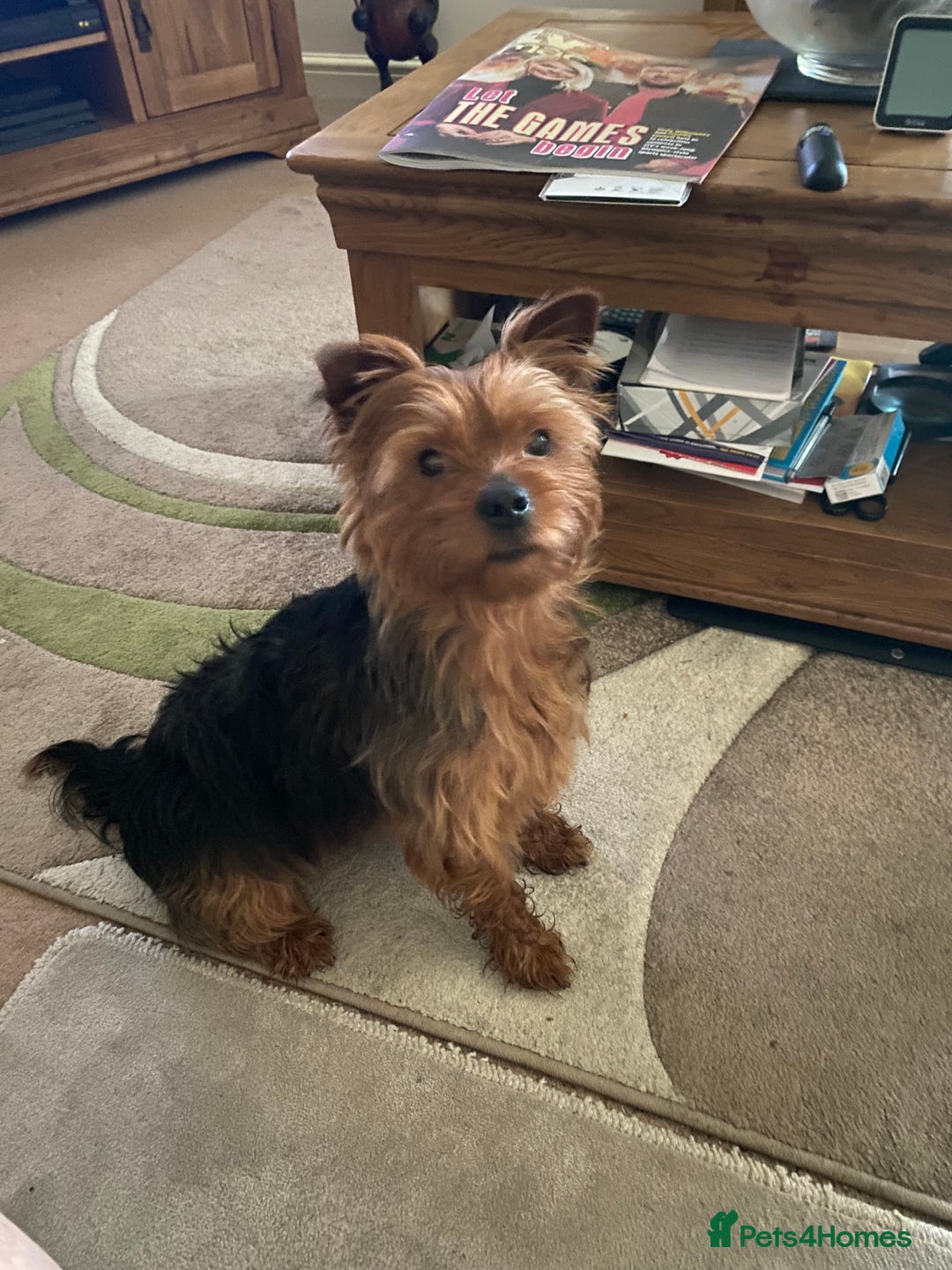 Yorkshire Terrier dogs for stud: Yorkshire terrier for stud - Image 11