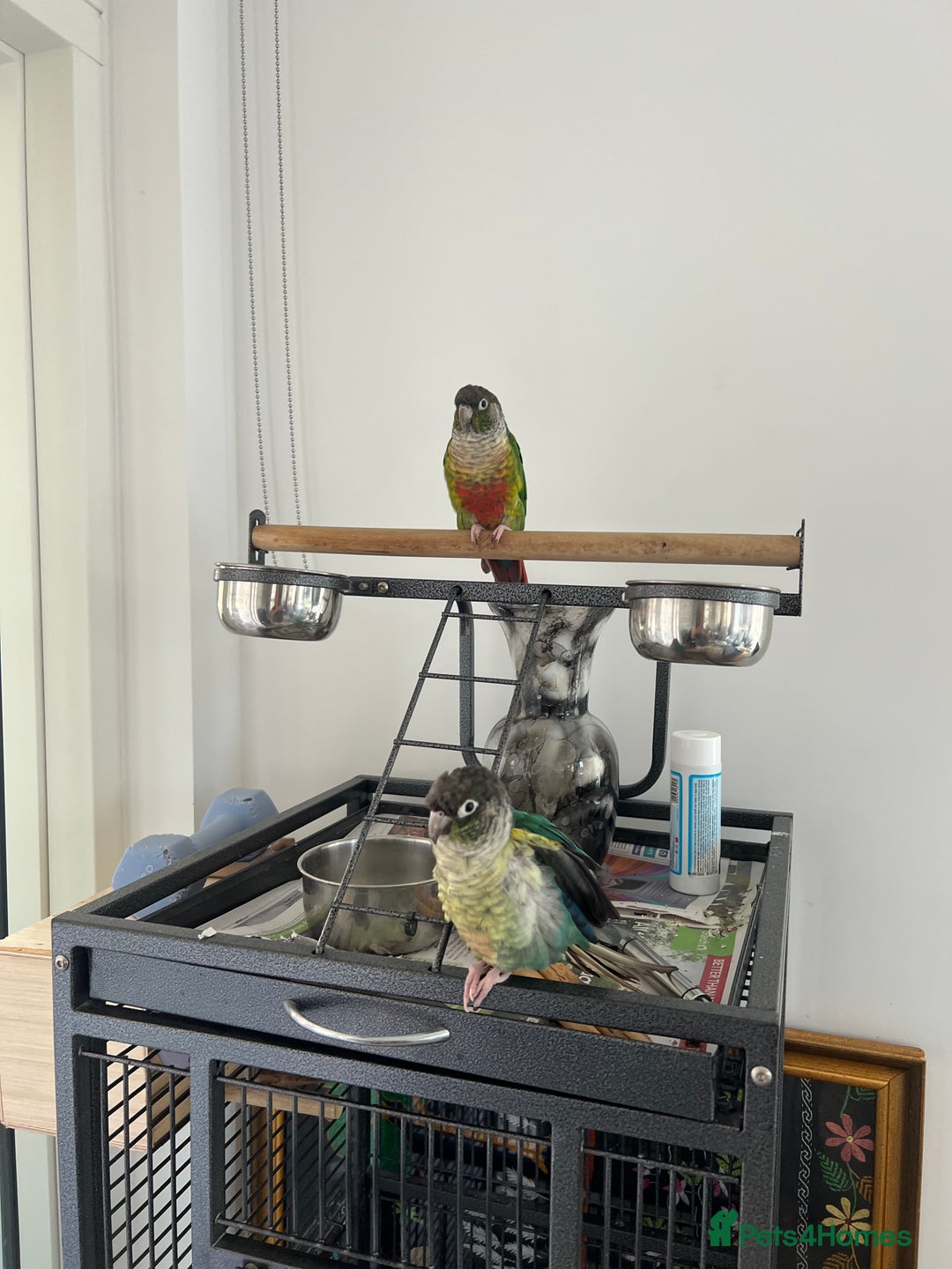 Conures birds for sale: Conures pairs  - Image 3