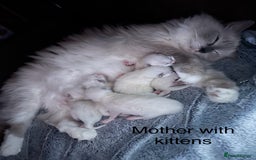 Ragdoll cats for sale: Beautiful Ragdoll kittens - Advert 2