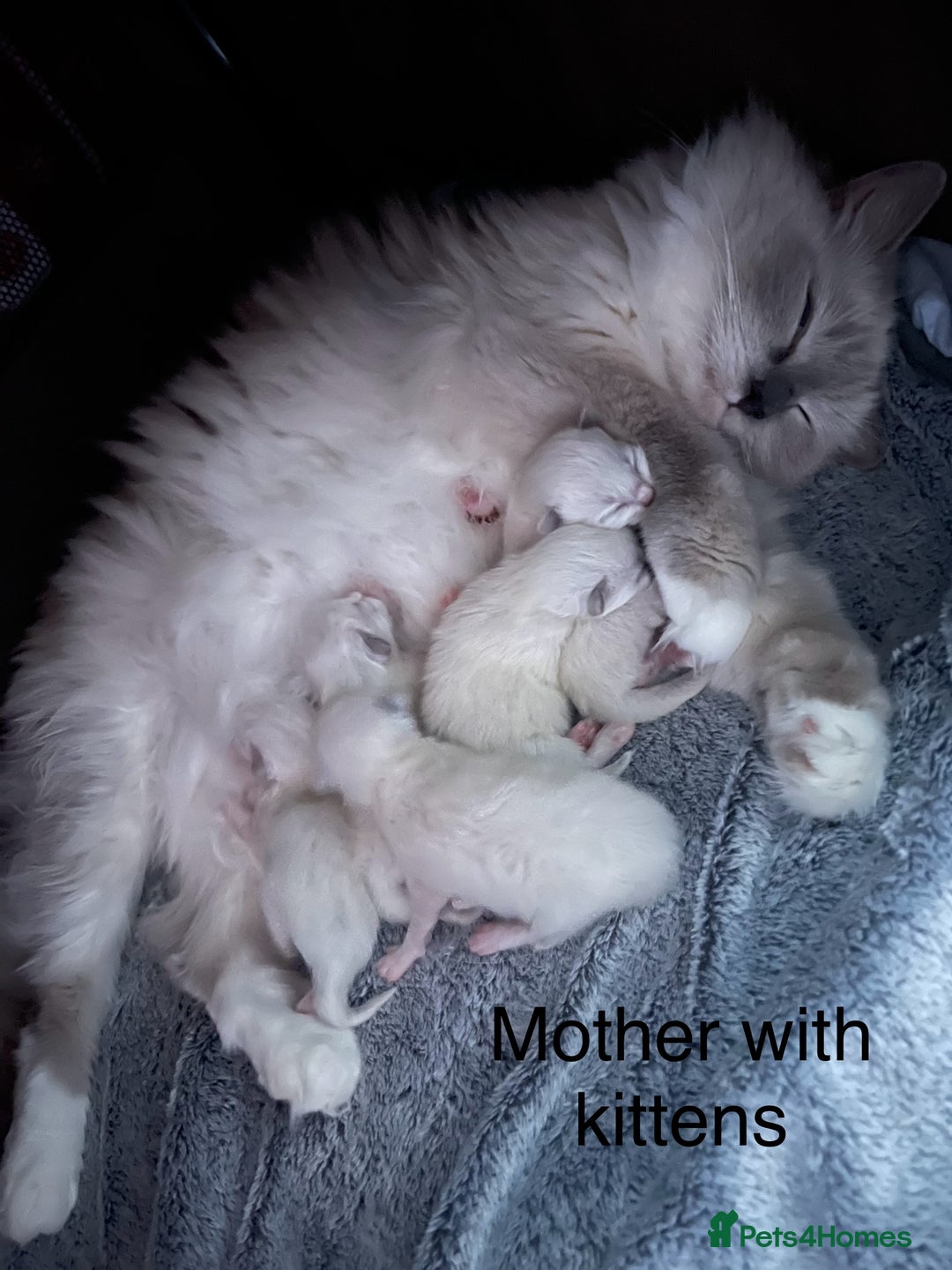 Ragdoll cats for sale: Beautiful Ragdoll kittens - Advert 2