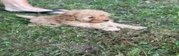 Cavapoo dogs for sale: Cavapoo fantastic! Playful beautiful puppies  - Advert 12