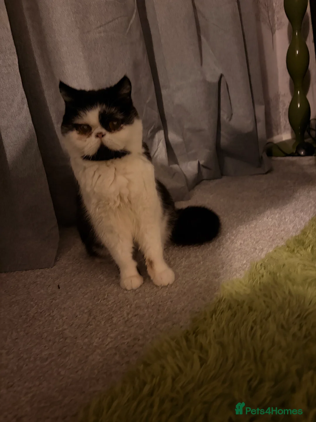 Persian cats for sale: 1yr old Persian boy looking for his furever home! - Advert 5