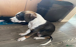 Mixed Breed dogs for sale: Cane corso x cocker spaniel puppy  - Image 2