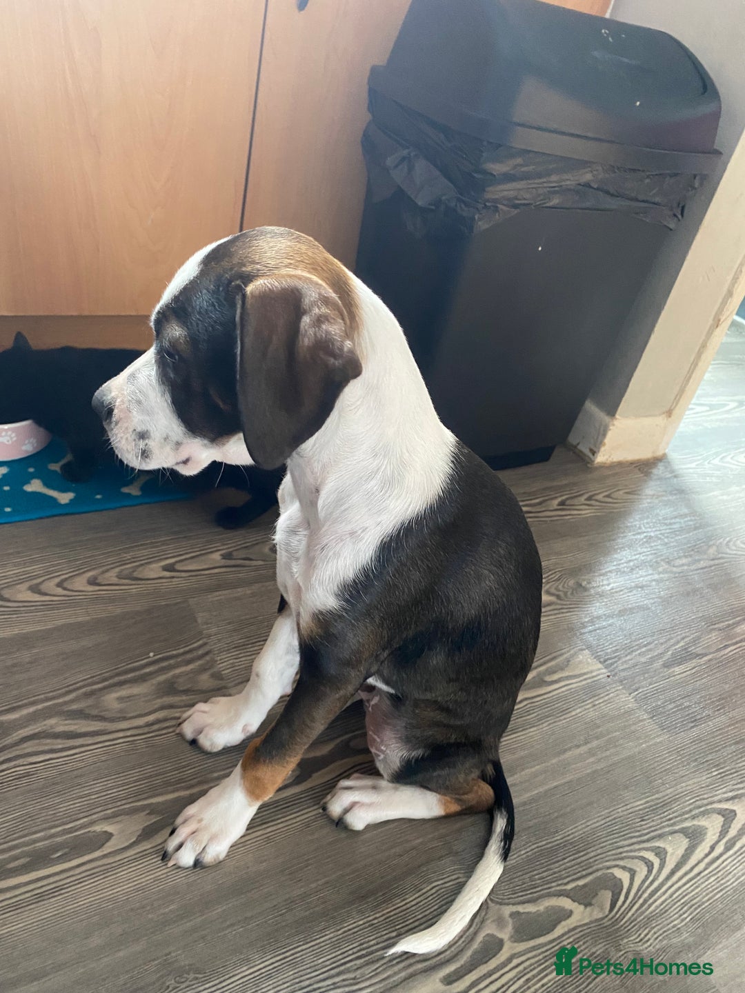 Mixed Breed dogs for sale: Cane corso x cocker spaniel puppy  - Image 2