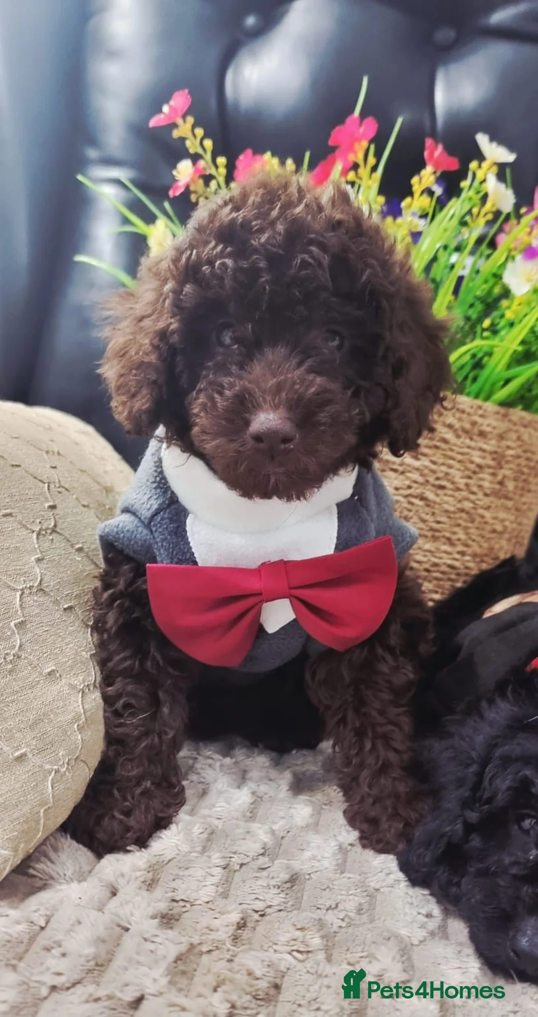 Miniature Poodle dogs for sale: Beautiful Miniature Poodle puppies  - Advert 17