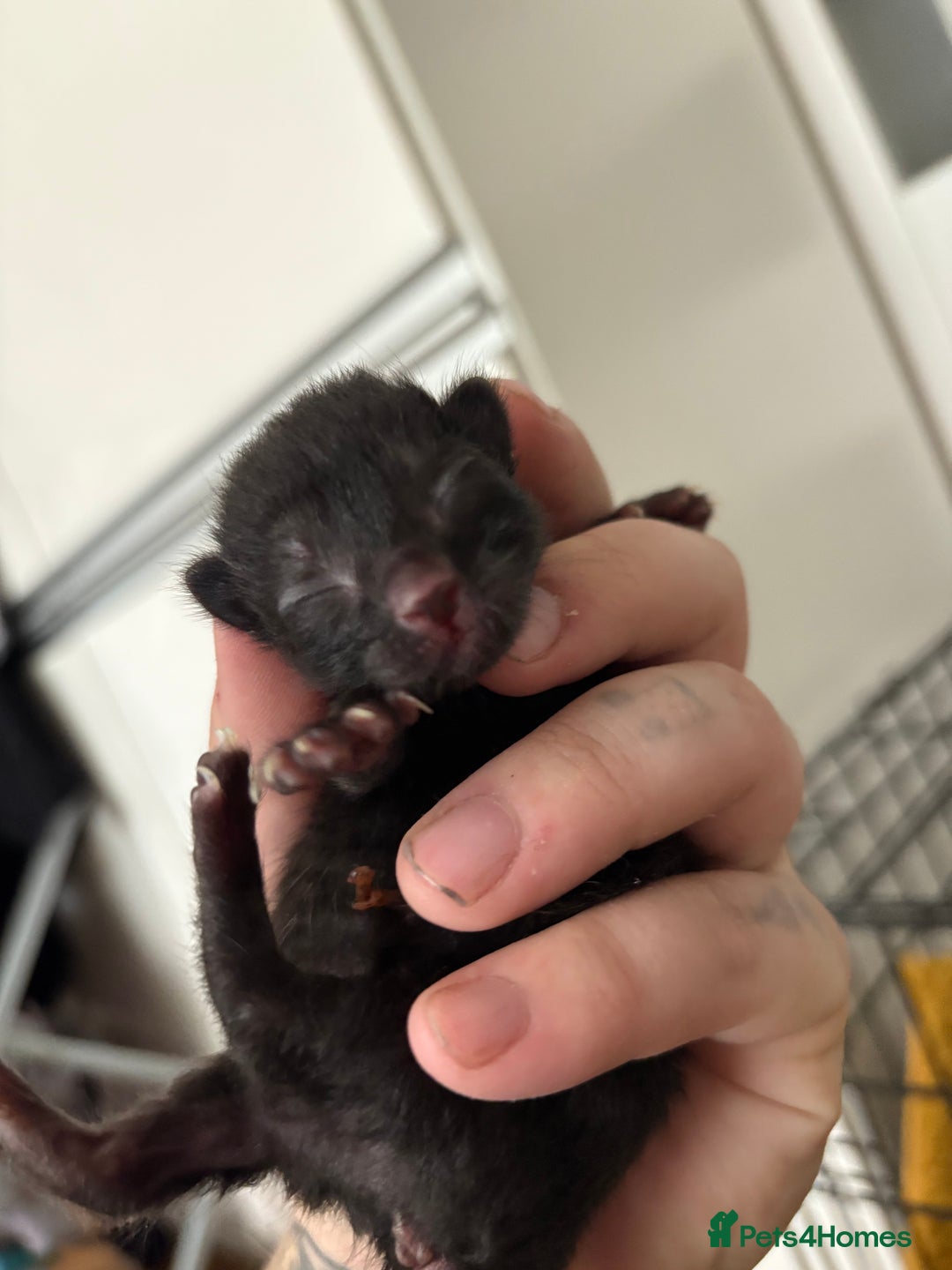 Mixed Breed cats for sale: Two black girl kittens  - Image 1