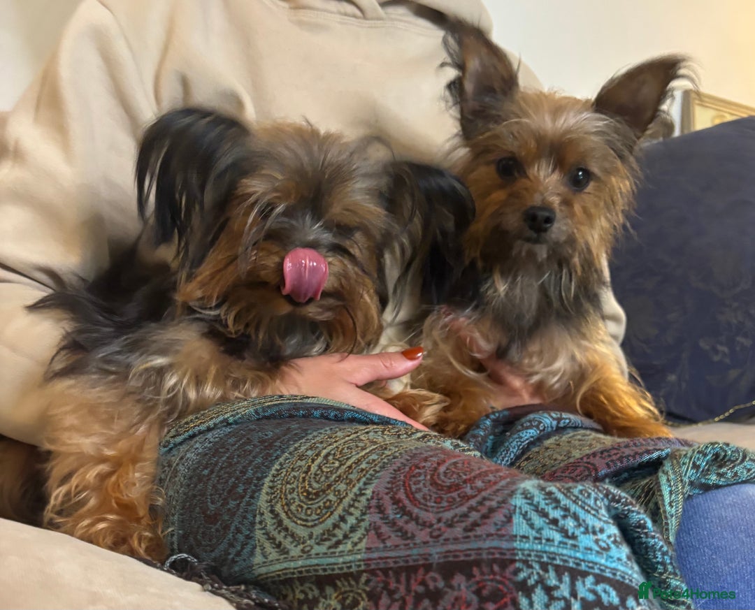 Yorkshire Terrier dogs for sale: ♥️ 2 Yorkshire Terrier girls ♥️  - Image 6