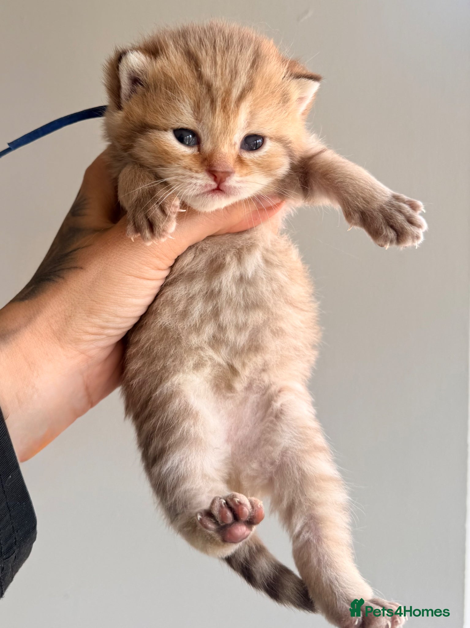 British Shorthair cats Golden girls TICA reg and health tested  - Advert 2