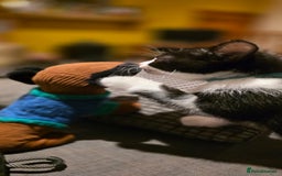 Mixed Breed cats for sale: Four handsome boys ready for their new home - Image 2