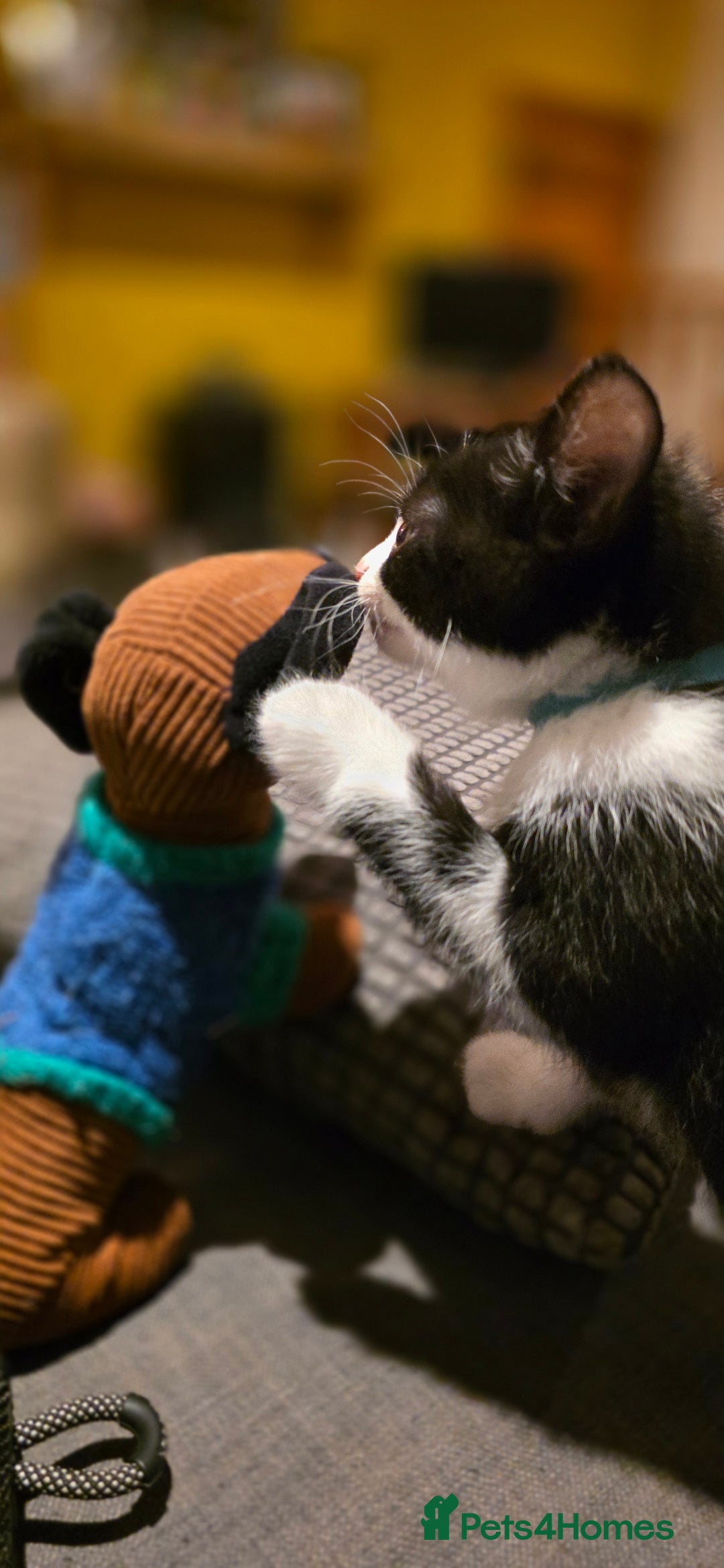 Mixed Breed cats for sale: Four handsome boys ready for their new home - Image 2