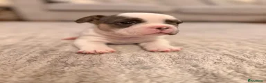 French Bulldog 1