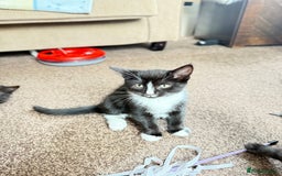 Mixed Breed cats for sale: Kittens  - Image 11
