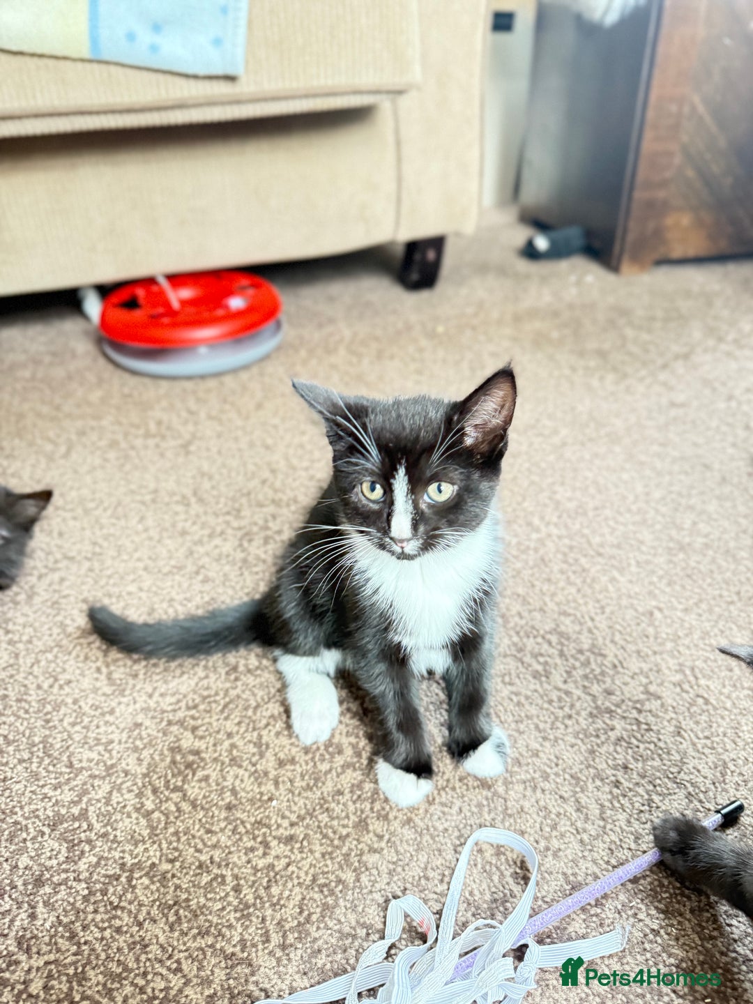 Mixed Breed cats for sale: Kittens  - Image 11