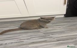 British Shorthair cats for sale: Two British shorthairs lilac male chocolate female - Advert 1