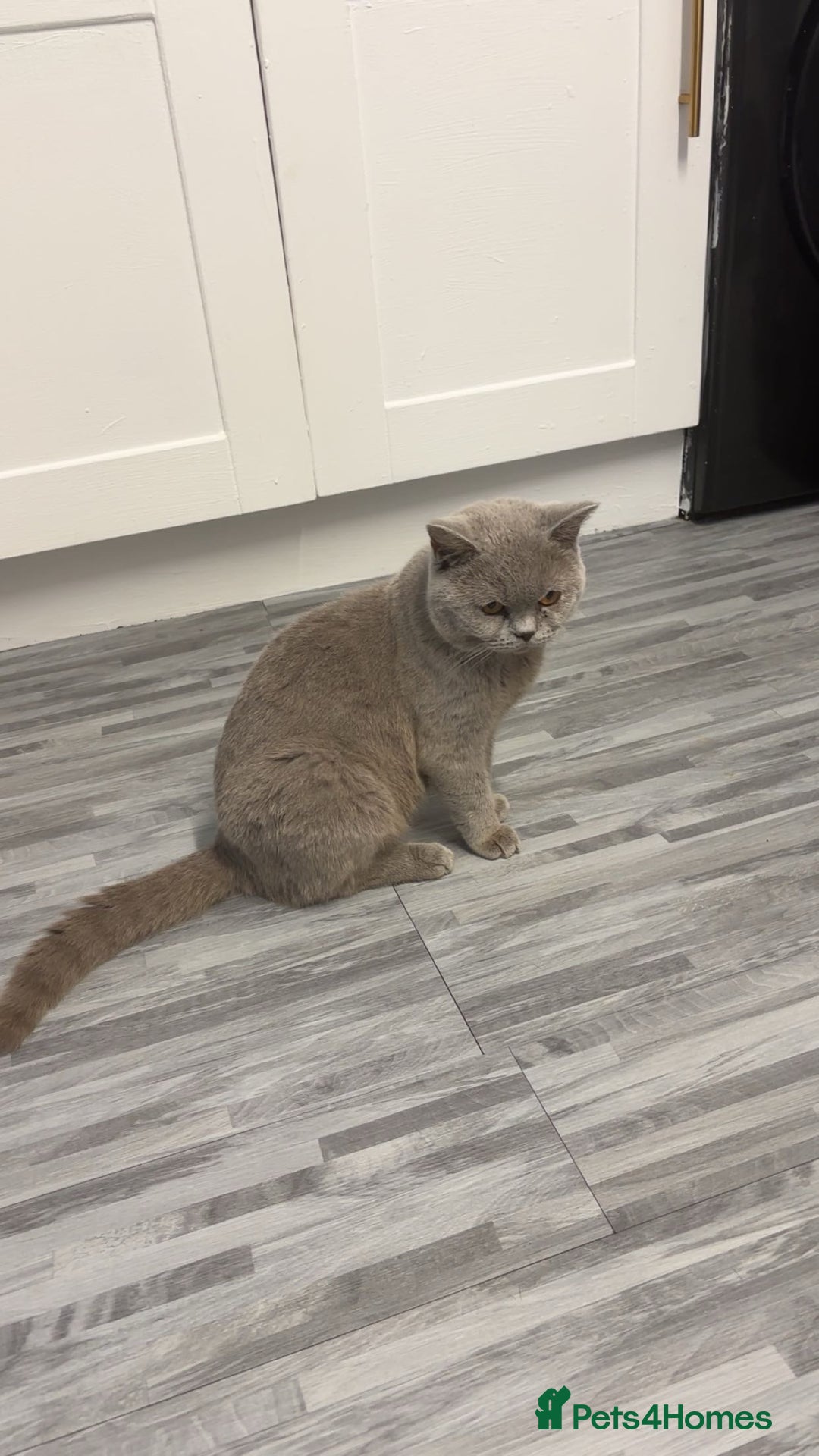 British Shorthair cats for sale: Two British shorthairs lilac male chocolate female - Advert 1